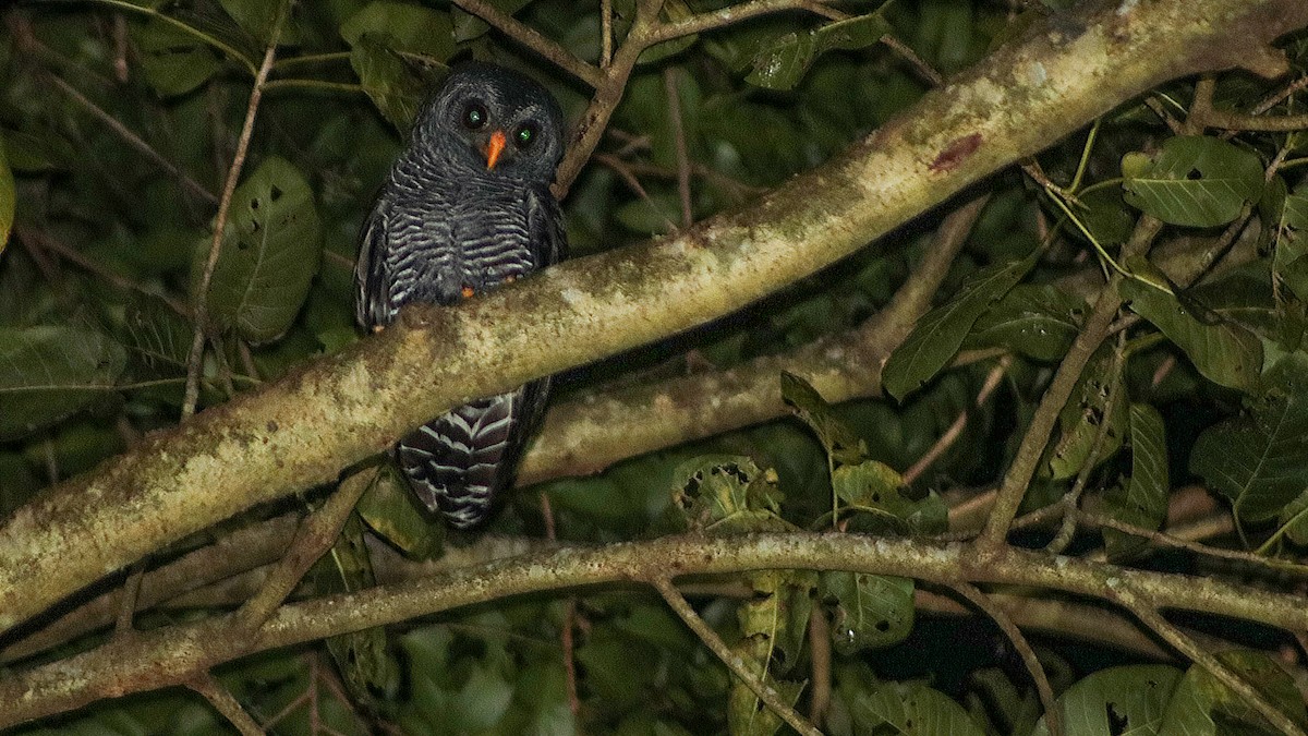 Black-banded Owl - ML150657501