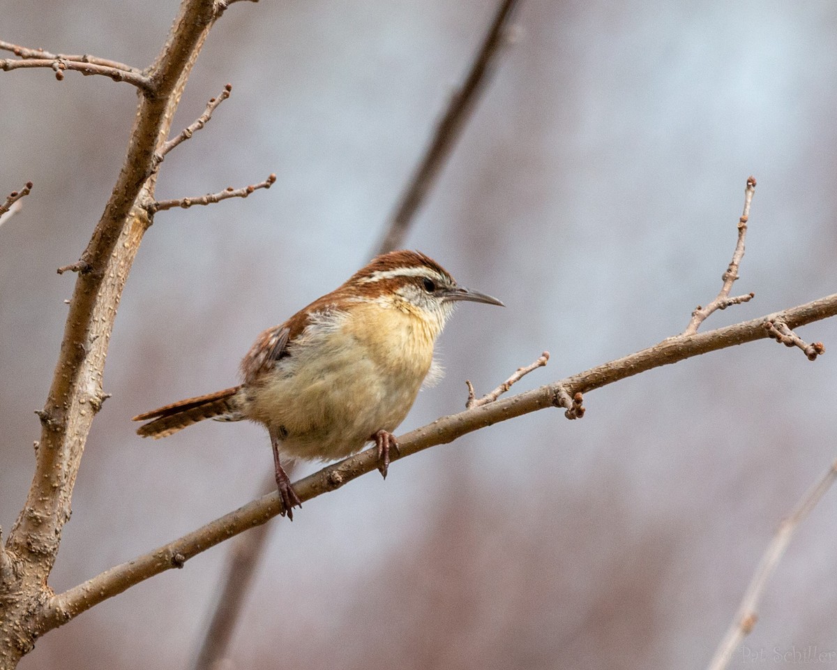 Carolina Wren - Pat Schiller