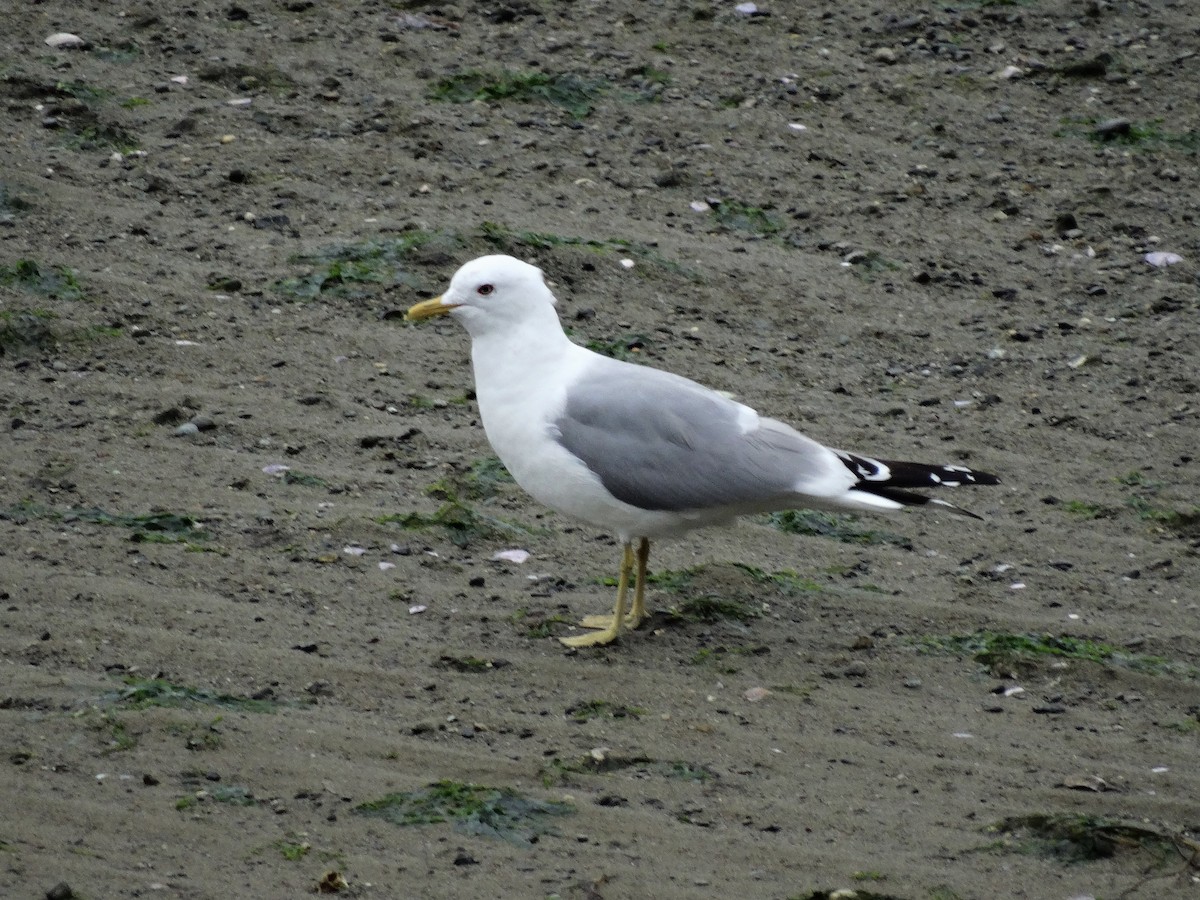 Short-billed Gull - ML150658171