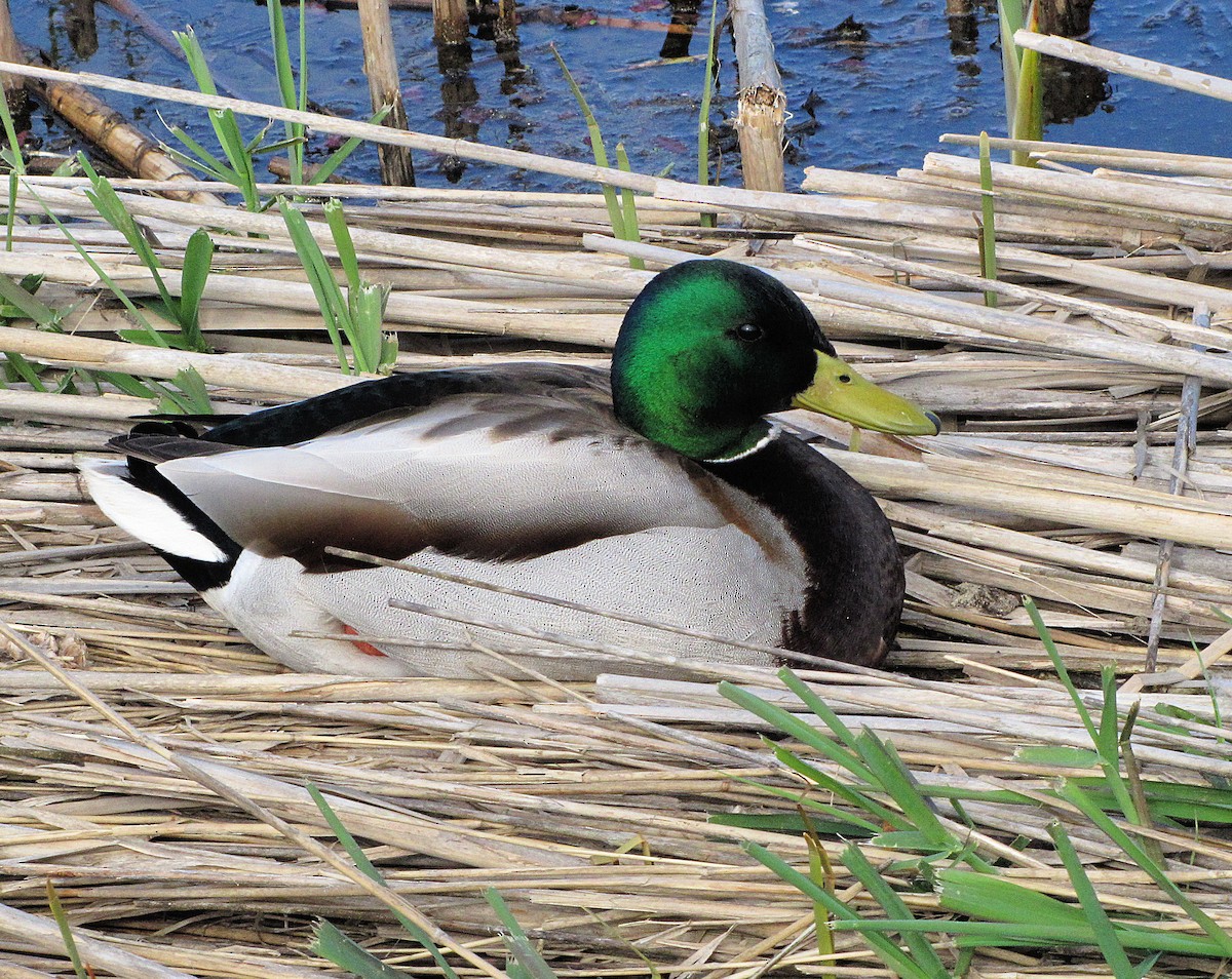 Mallard - Martha Keller