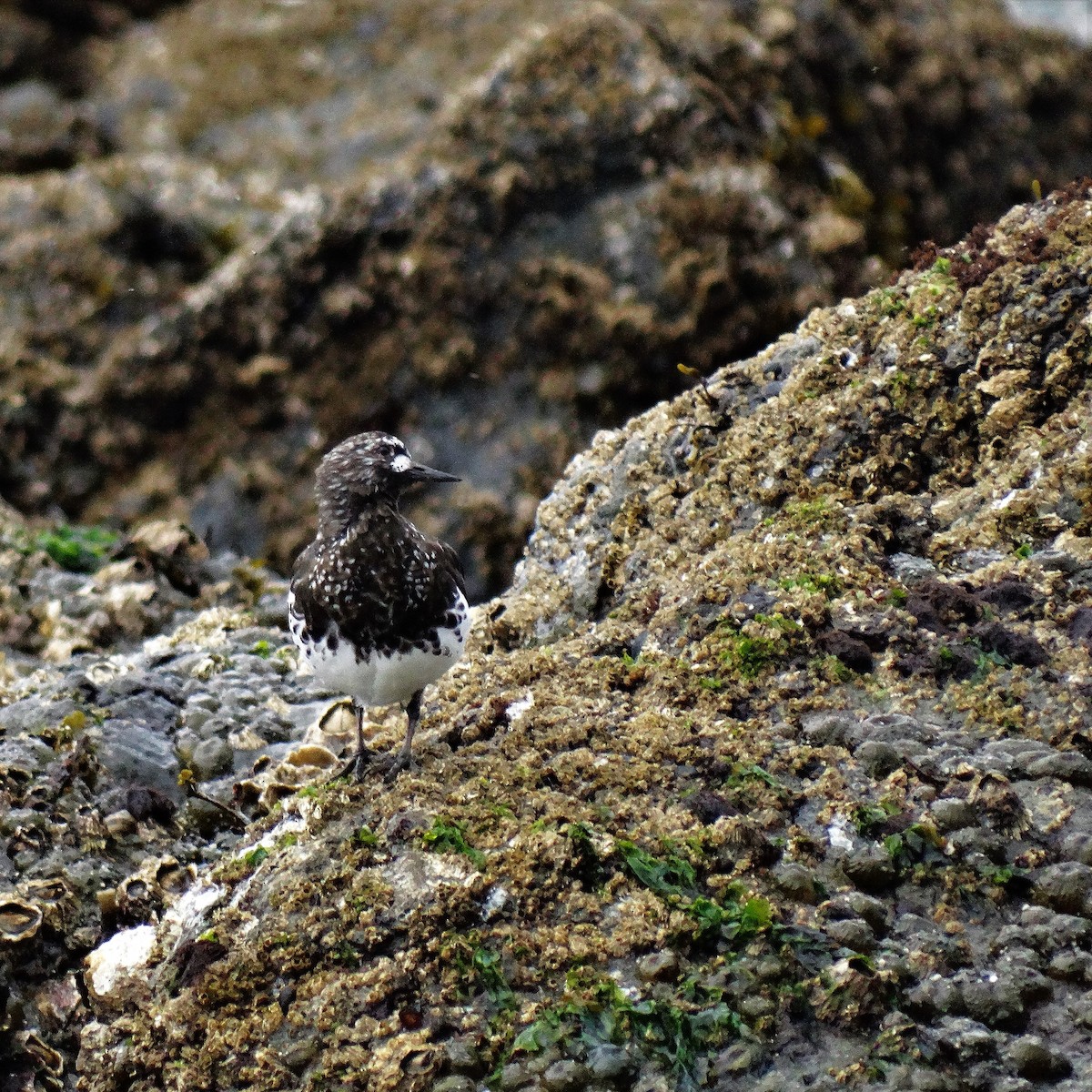 Black Turnstone - ML150658391