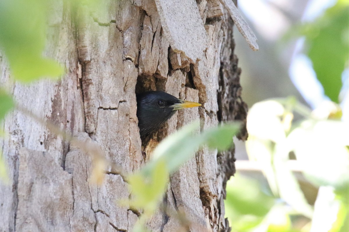 European Starling - Tom Fangrow