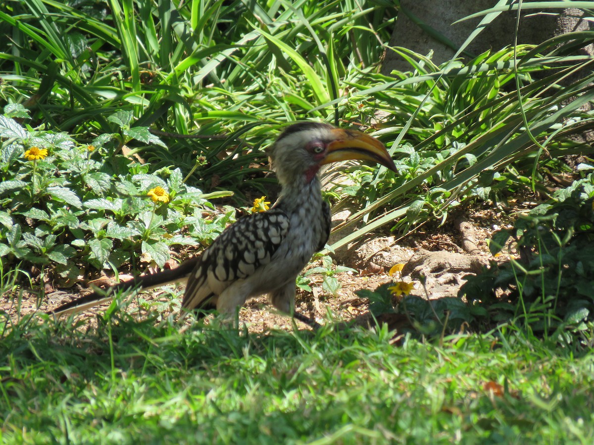 Southern Yellow-billed Hornbill - ML150660091