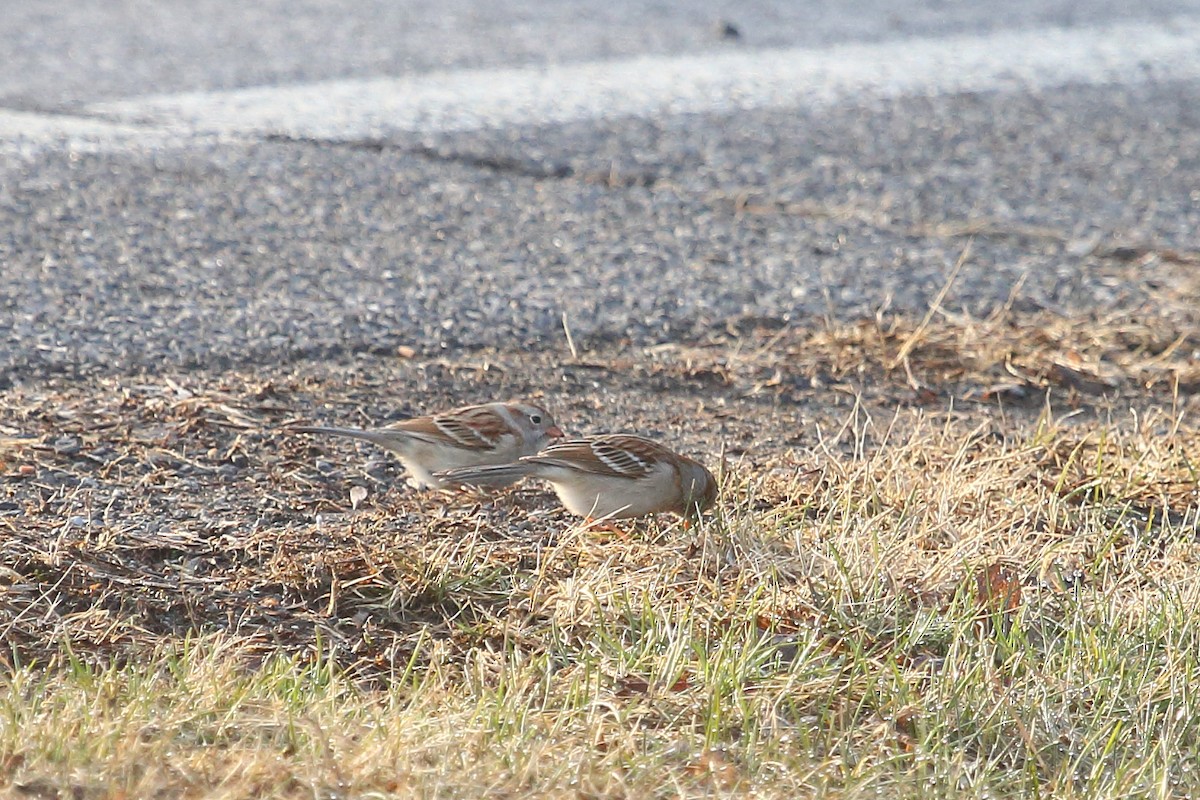 Field Sparrow - ML150660431