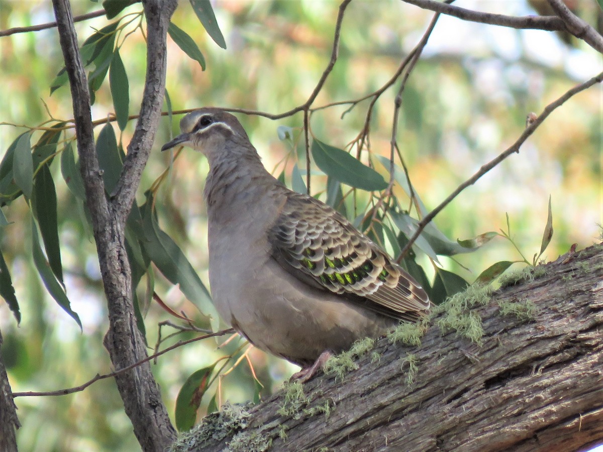 Common Bronzewing - ML150660991