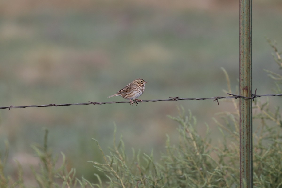 Savannah Sparrow - K Dean Edwards