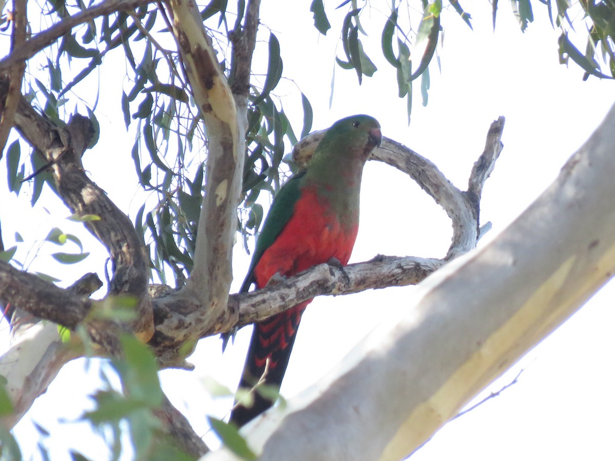 Australian King-Parrot - ML150661481