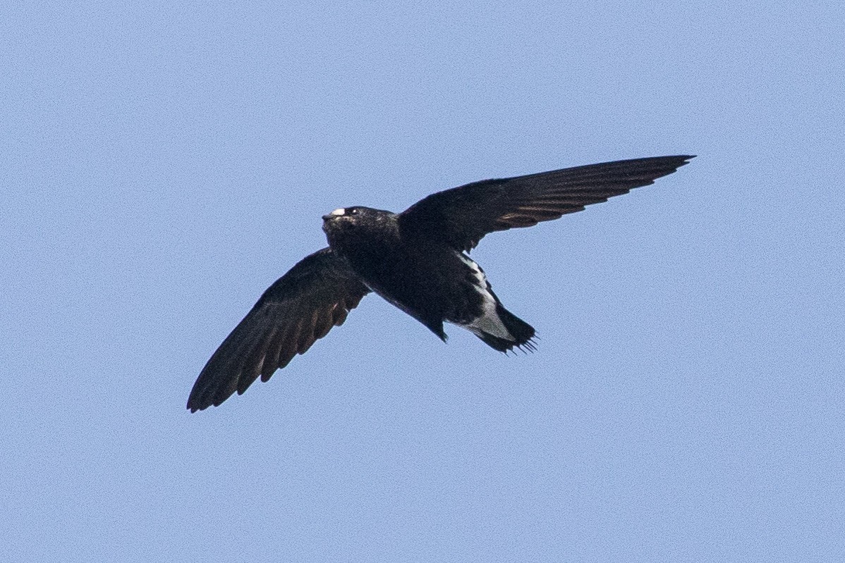 Brown-backed Needletail - ML150662151