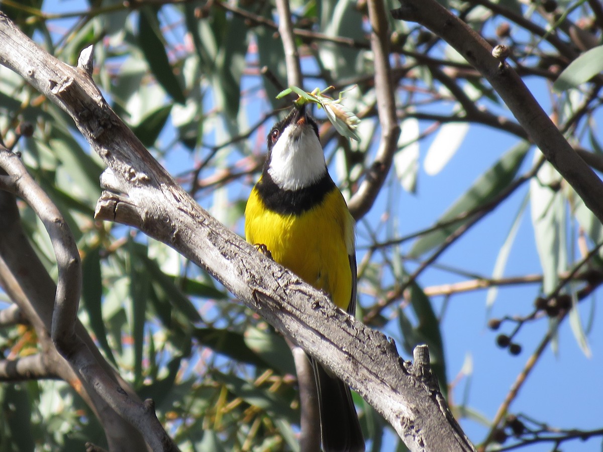 Golden Whistler - Kumiko Callaway