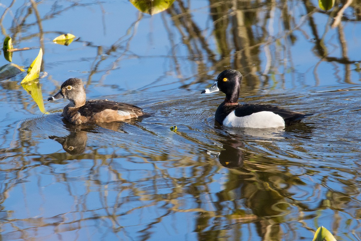 Ring-necked Duck - ML150662611