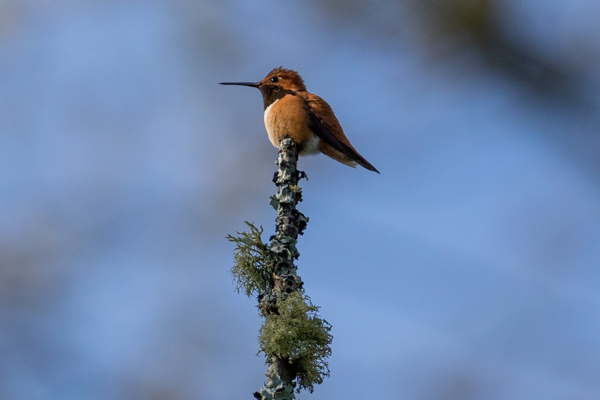 Rufous Hummingbird - John Reynolds