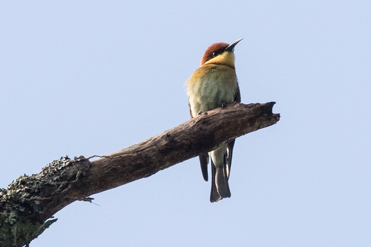 Chestnut-headed Bee-eater - Eric VanderWerf