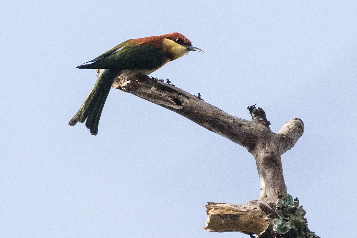 Chestnut-headed Bee-eater - ML150662741