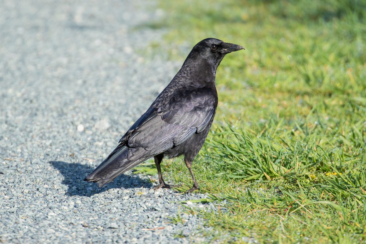 American Crow - John Reynolds