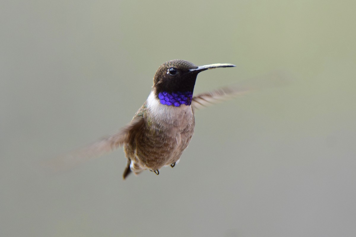 Black-chinned Hummingbird - ML150664661