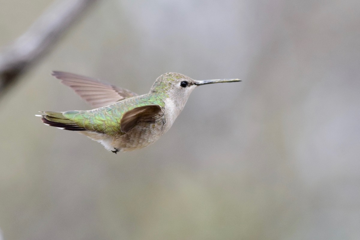 Colibri à gorge noire - ML150664731