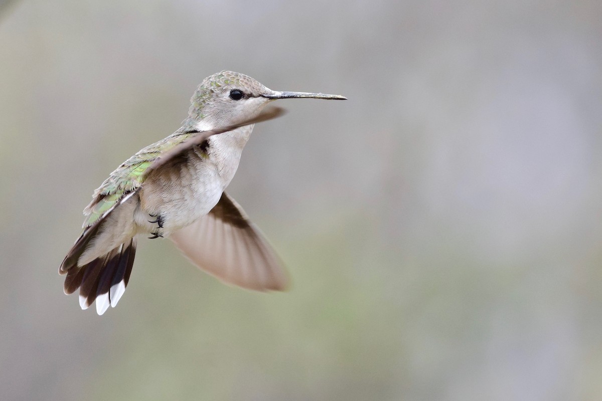 Black-chinned Hummingbird - ML150664741