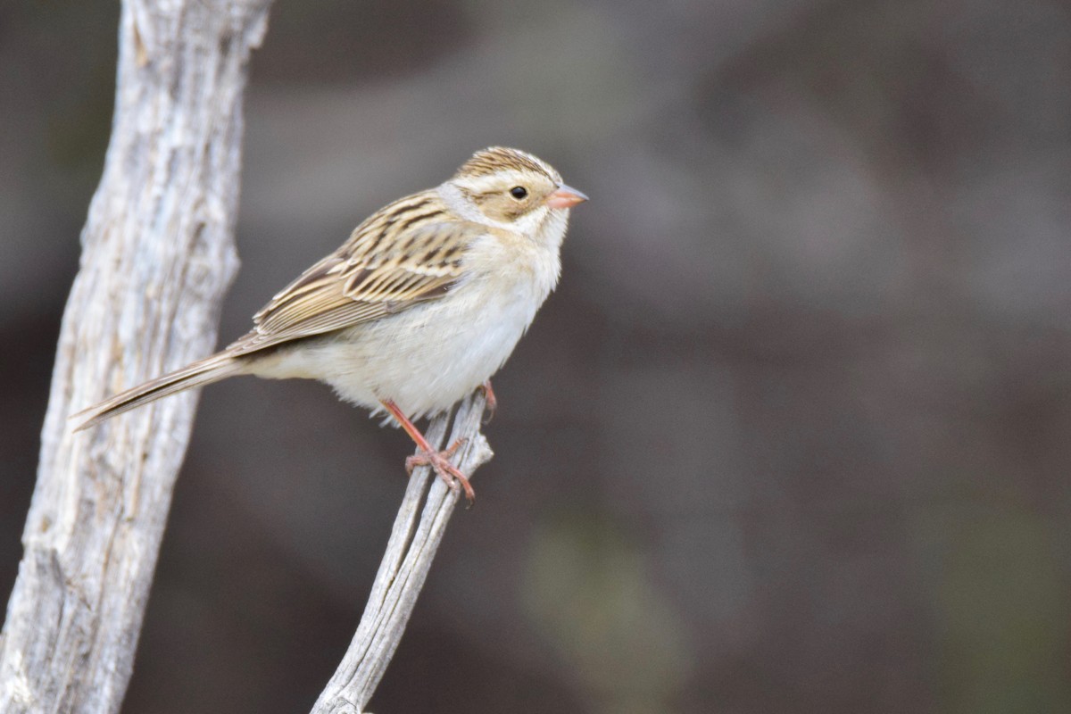 Clay-colored Sparrow - ML150665071