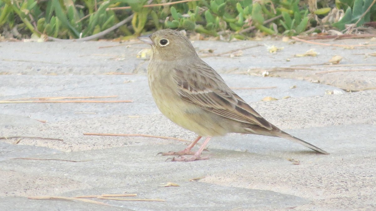 Cinereous Bunting - ML150665351