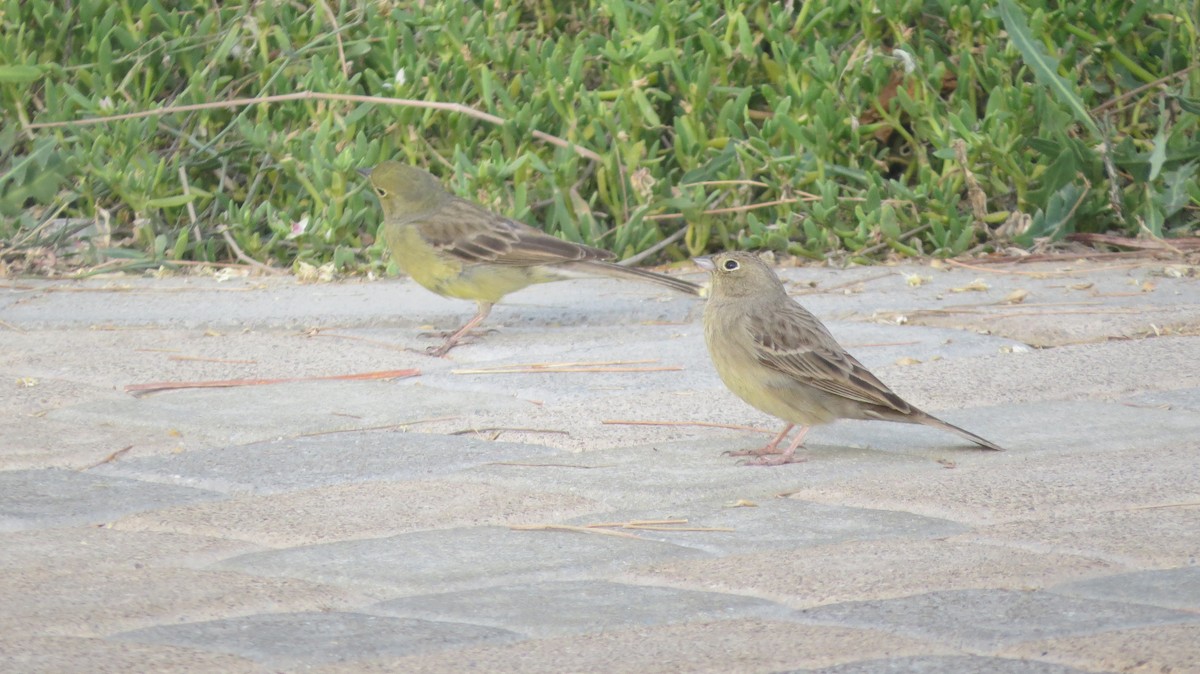 Cinereous Bunting - ML150665381