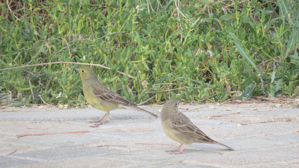 Cinereous Bunting - ML150665411