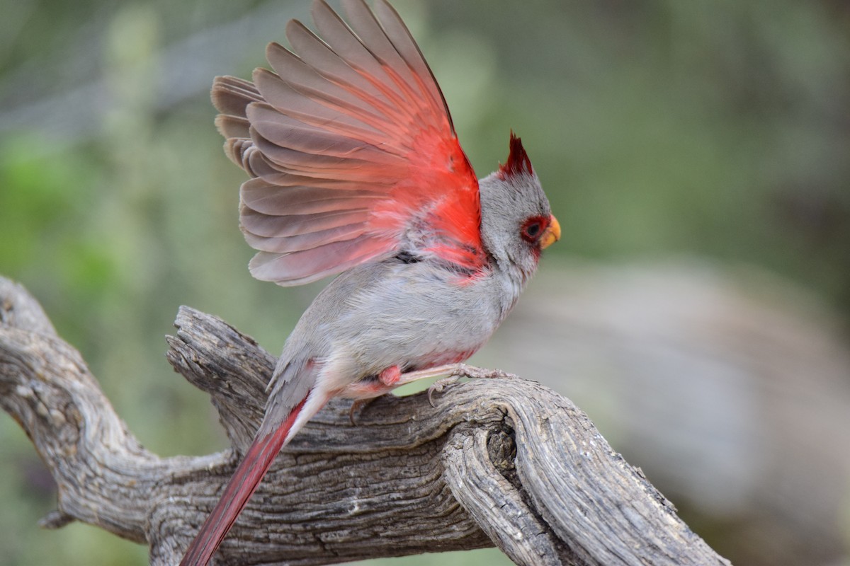 Cardinal pyrrhuloxia - ML150665501