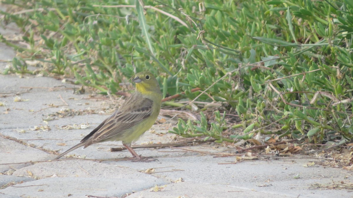 Cinereous Bunting - ML150665651