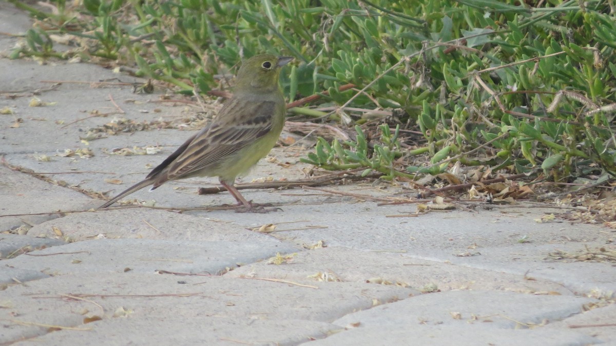 Cinereous Bunting - ML150665661