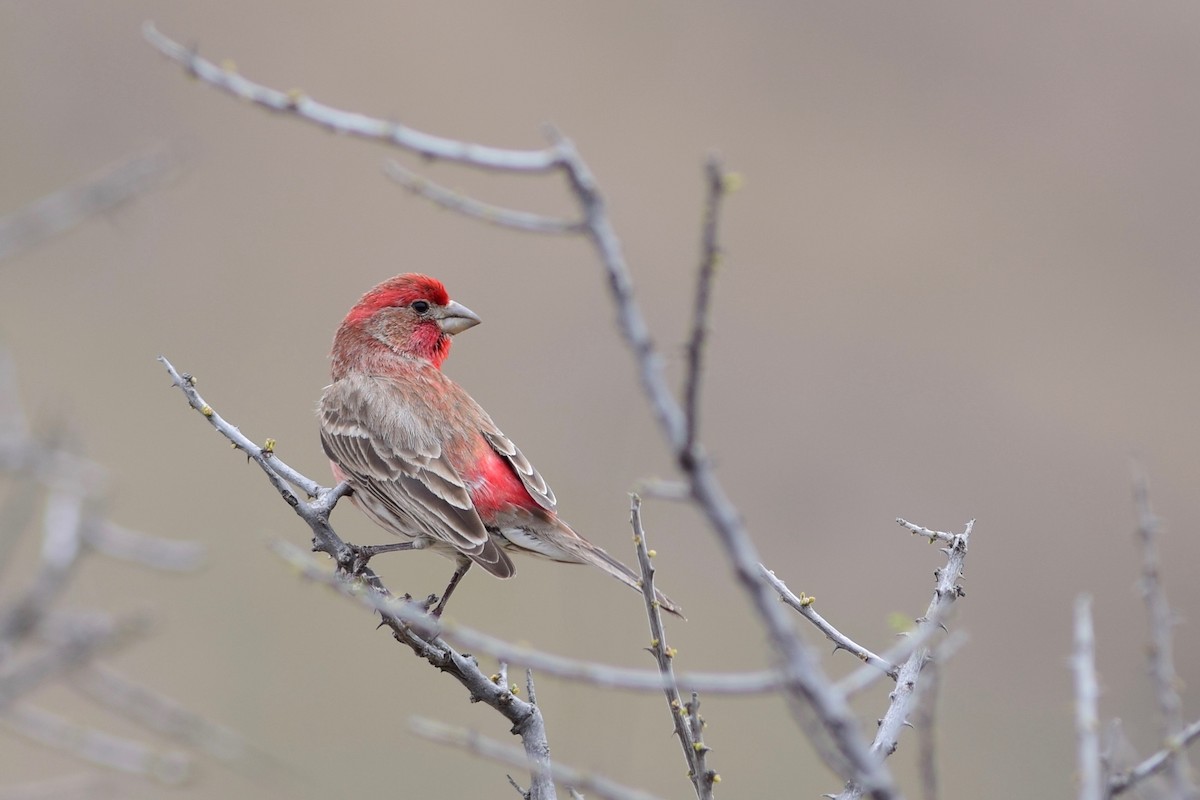 House Finch - ML150665841