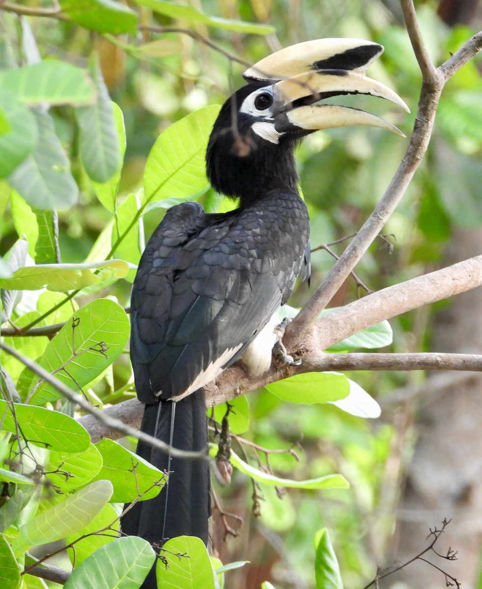 Oriental Pied-Hornbill - ML150668311