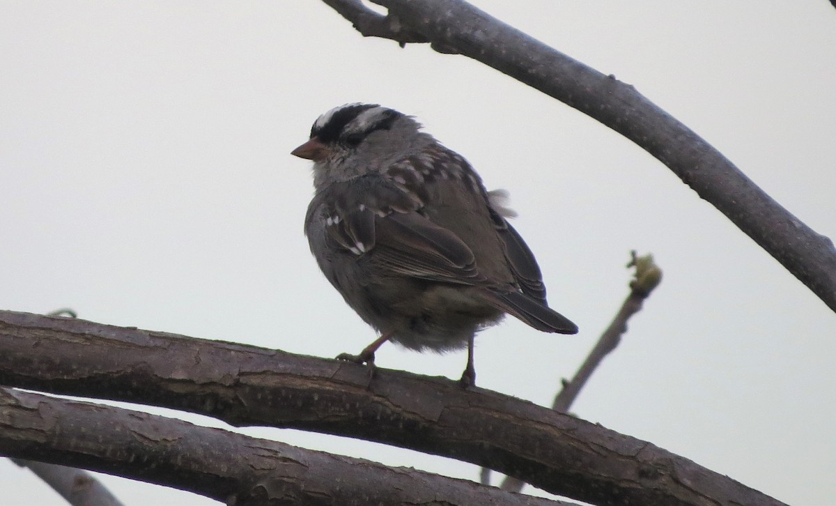 White-crowned Sparrow - Vivek Govind Kumar