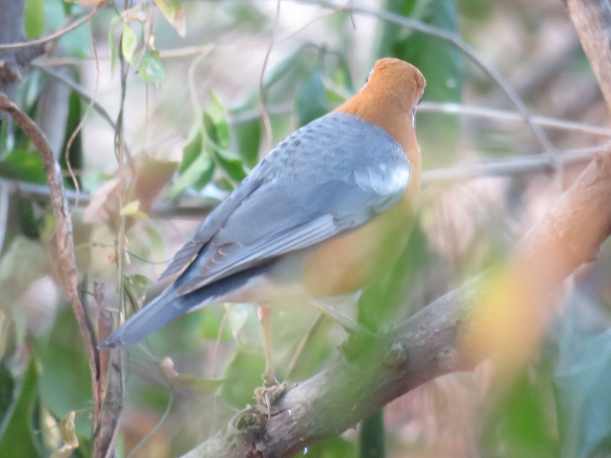 Grive à tête orange (cyanota) - ML150669631