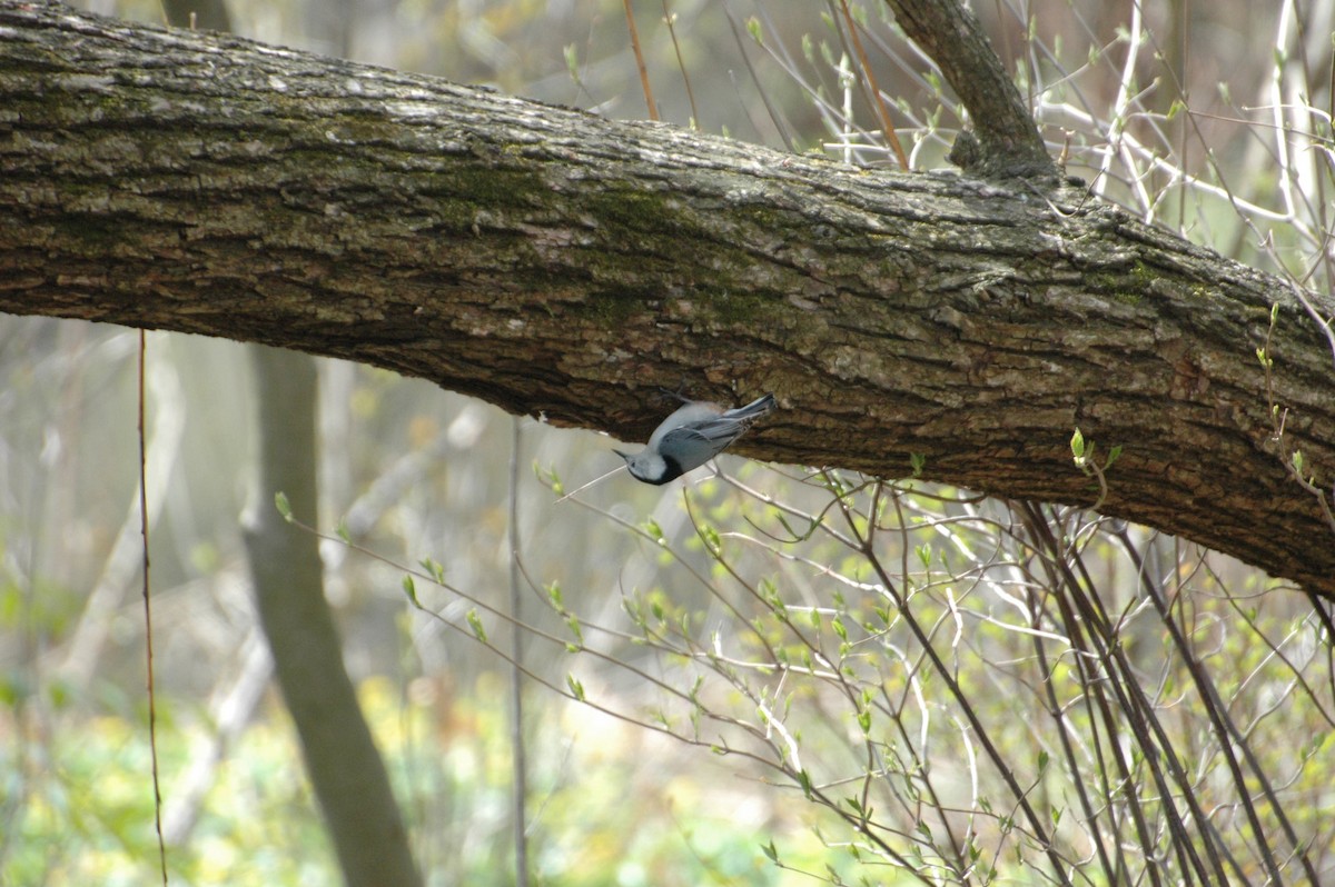 White-breasted Nuthatch - ML150669831
