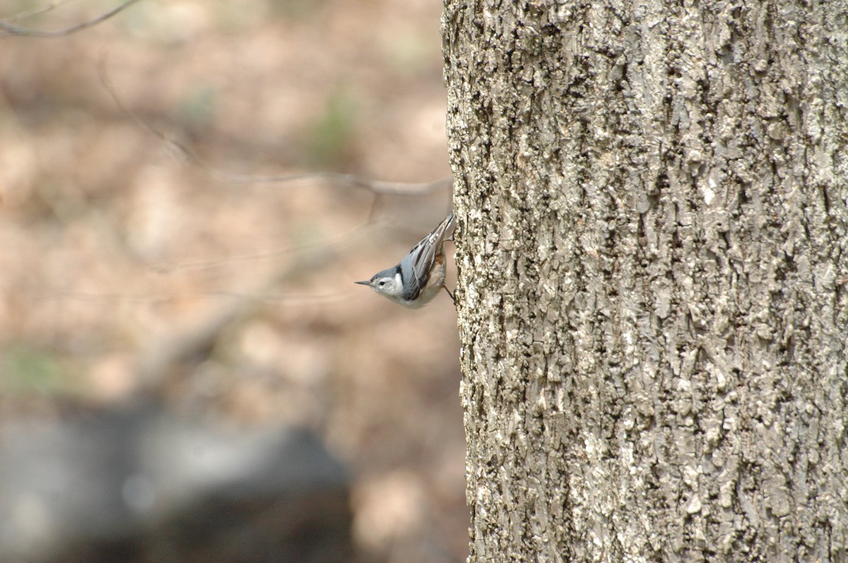White-breasted Nuthatch - ML150669991