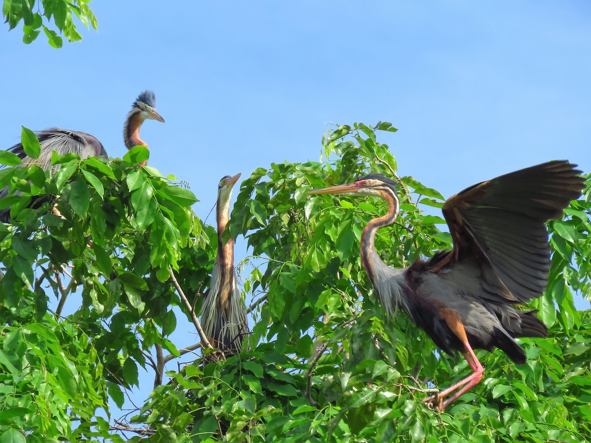 Purple Heron - Angela Christine Chua