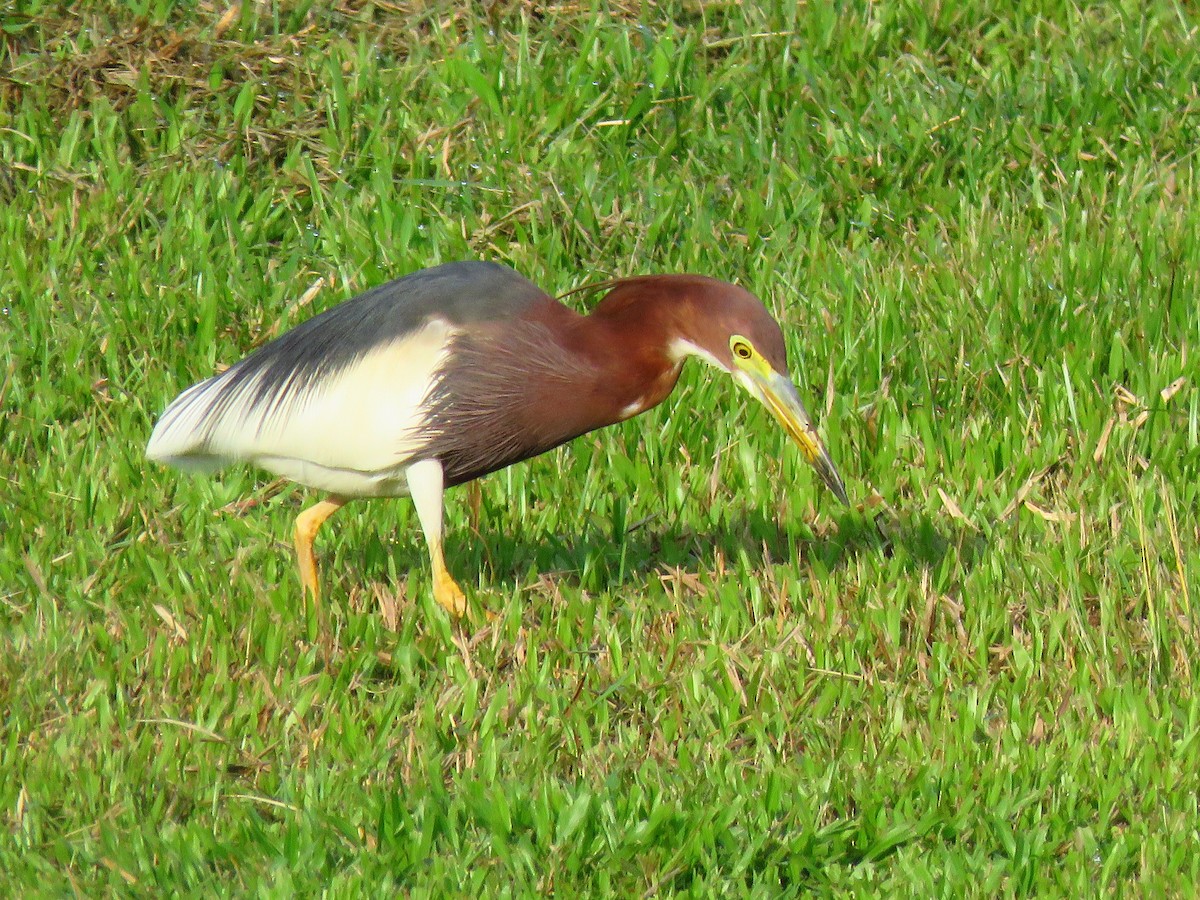 Chinese Pond-Heron - ML150671331