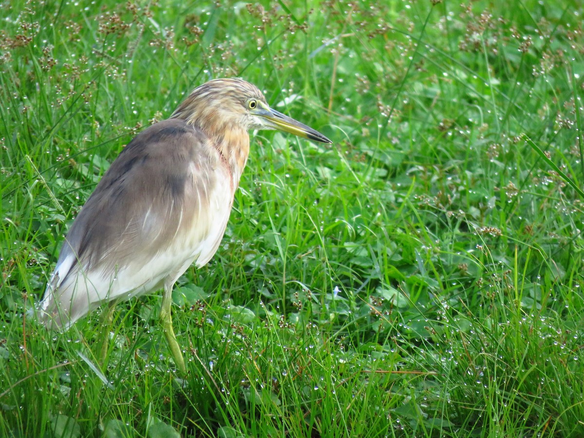 pond-heron sp. - ML150671461