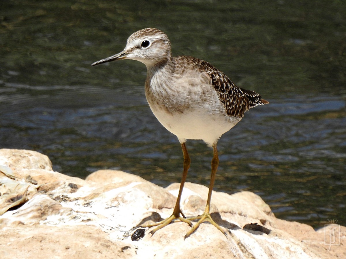 Wood Sandpiper - ML150671531