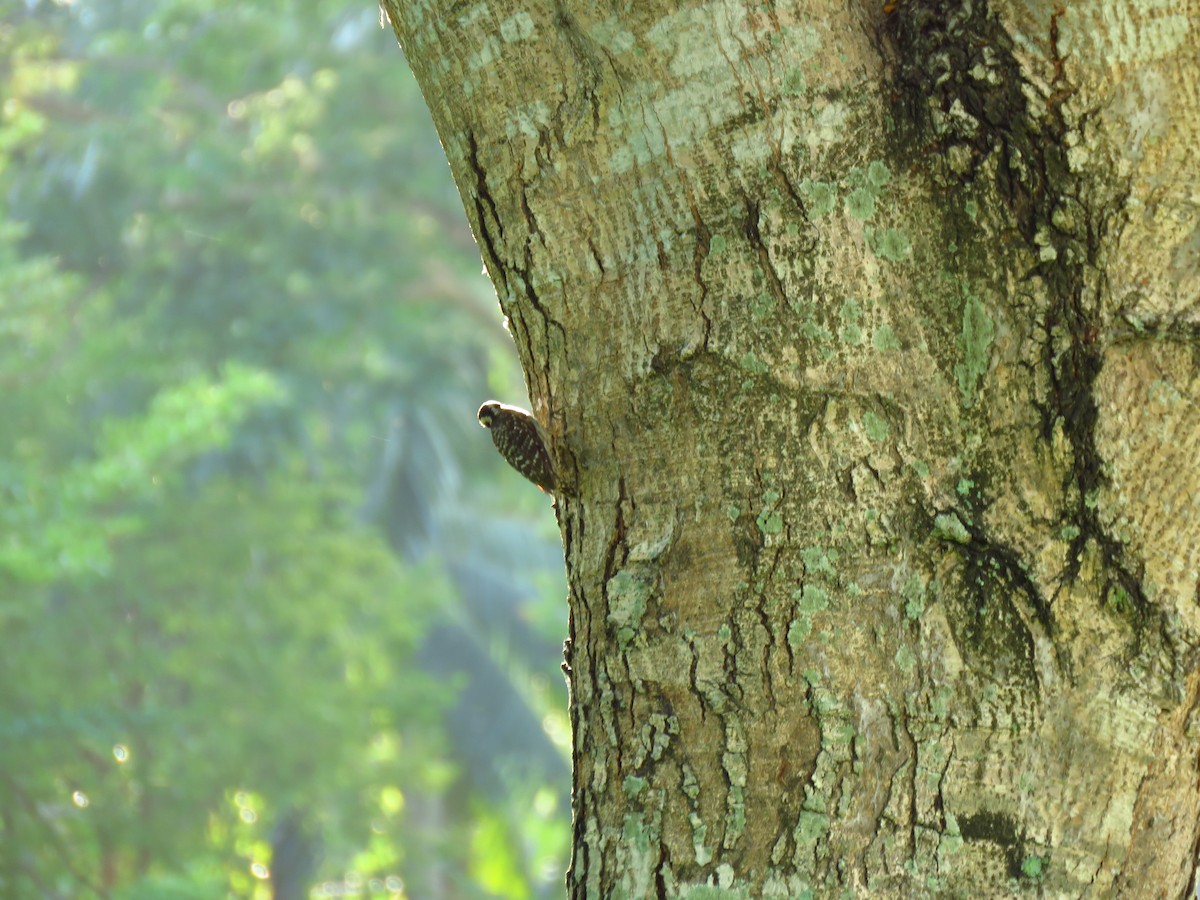 Sunda Pygmy Woodpecker - Angela Christine Chua