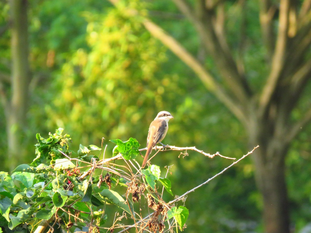 Brown Shrike - Angela Christine Chua