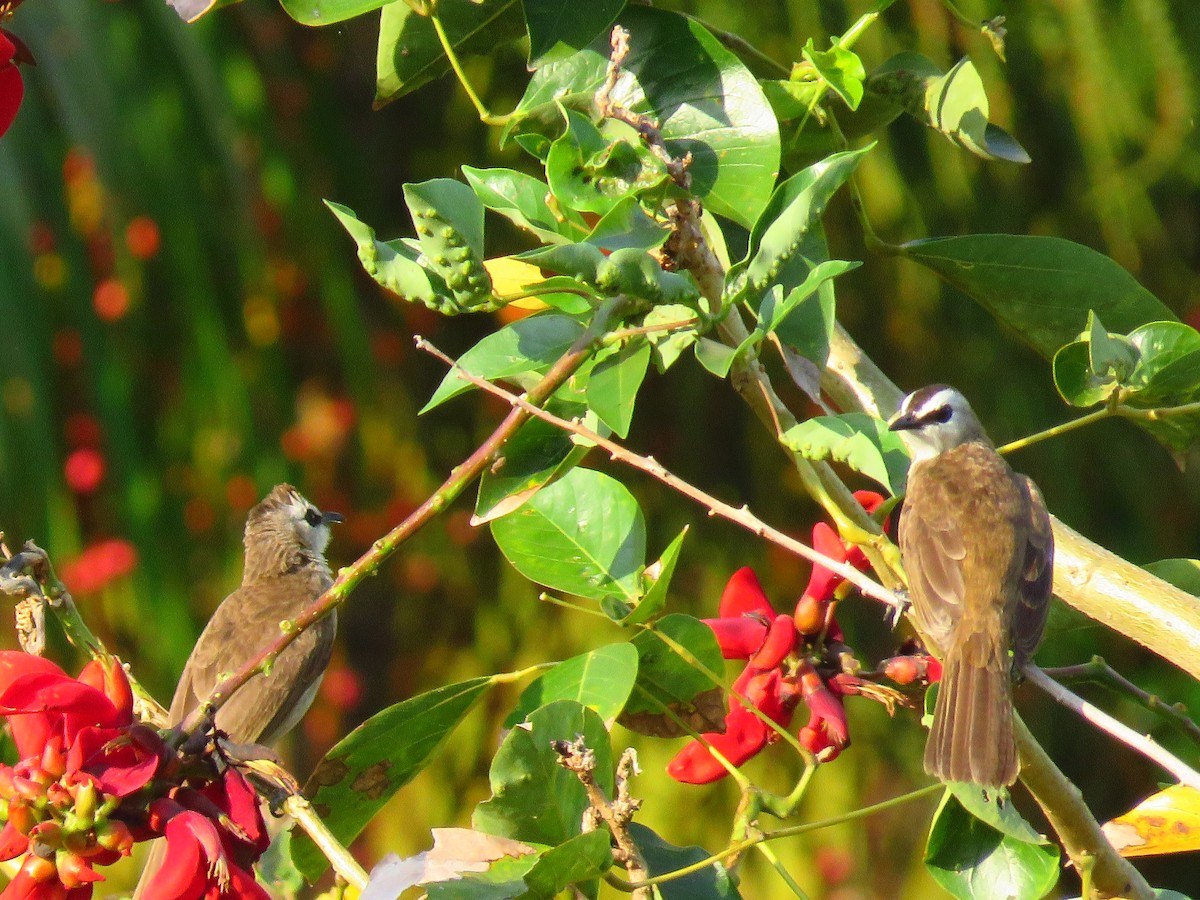 Yellow-vented Bulbul - Angela Christine Chua