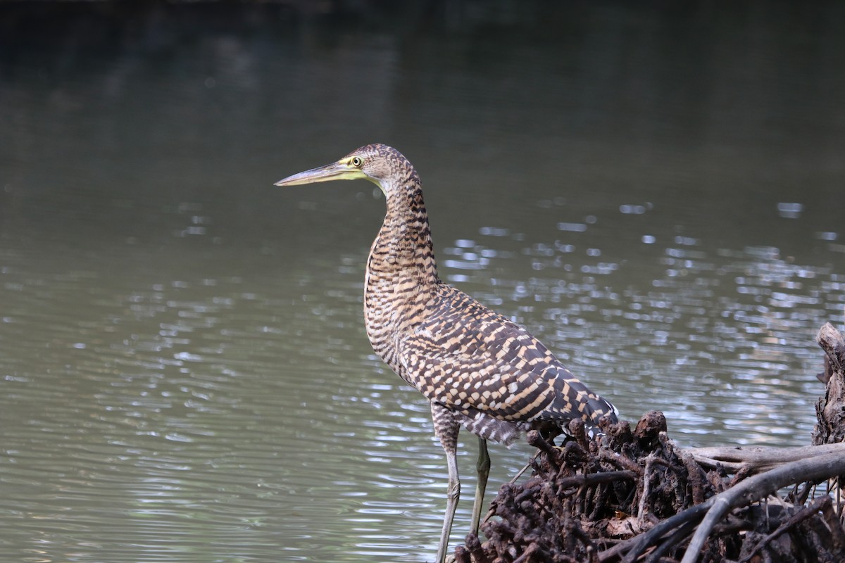 Fasciated Tiger-Heron - ML150672211