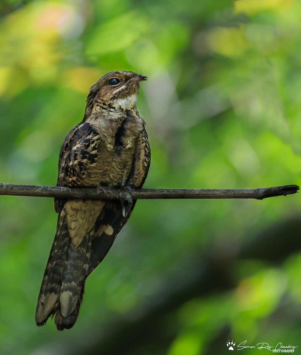 Large-tailed Nightjar - Soumen Roy Chowdhury