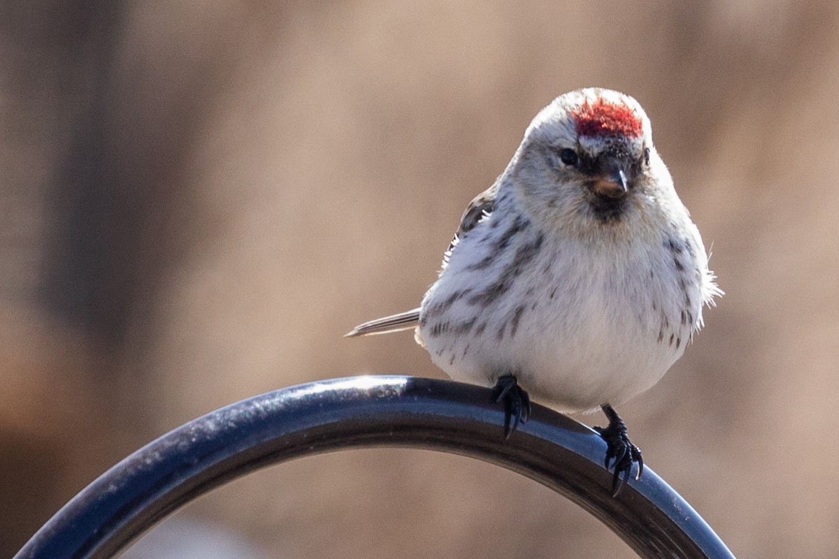 Common/Hoary Redpoll - Debbie Young