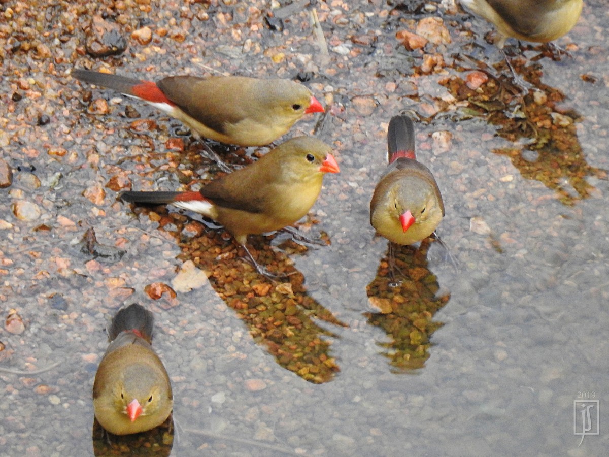 Fawn-breasted Waxbill - ML150672861