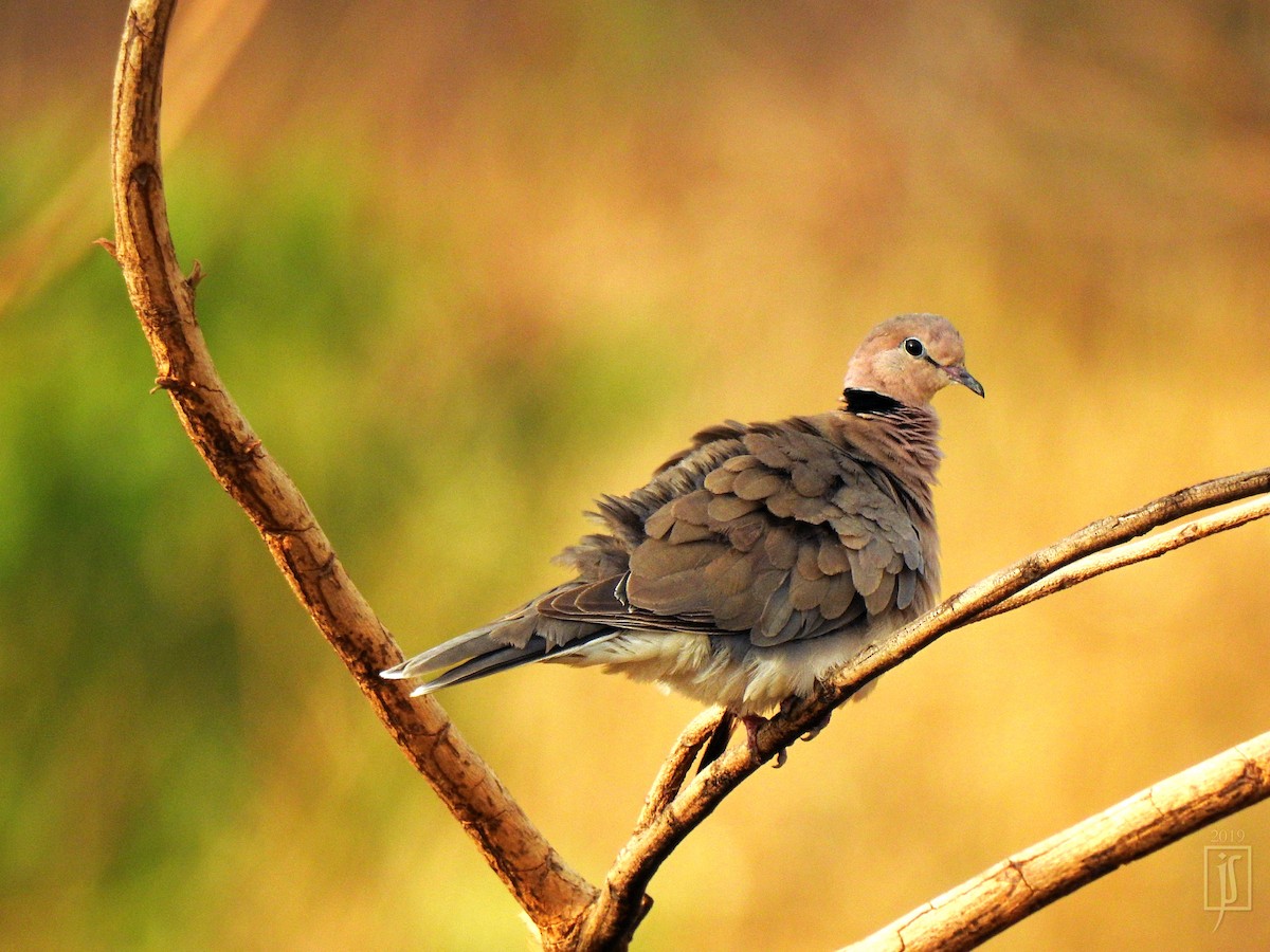 Vinaceous Dove - Joshua Smolders