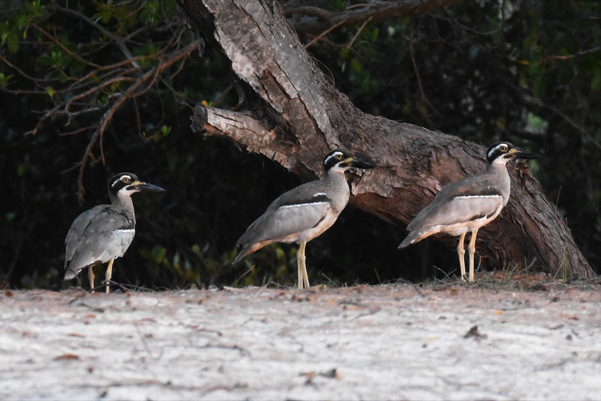 Beach Thick-knee - ML150674071