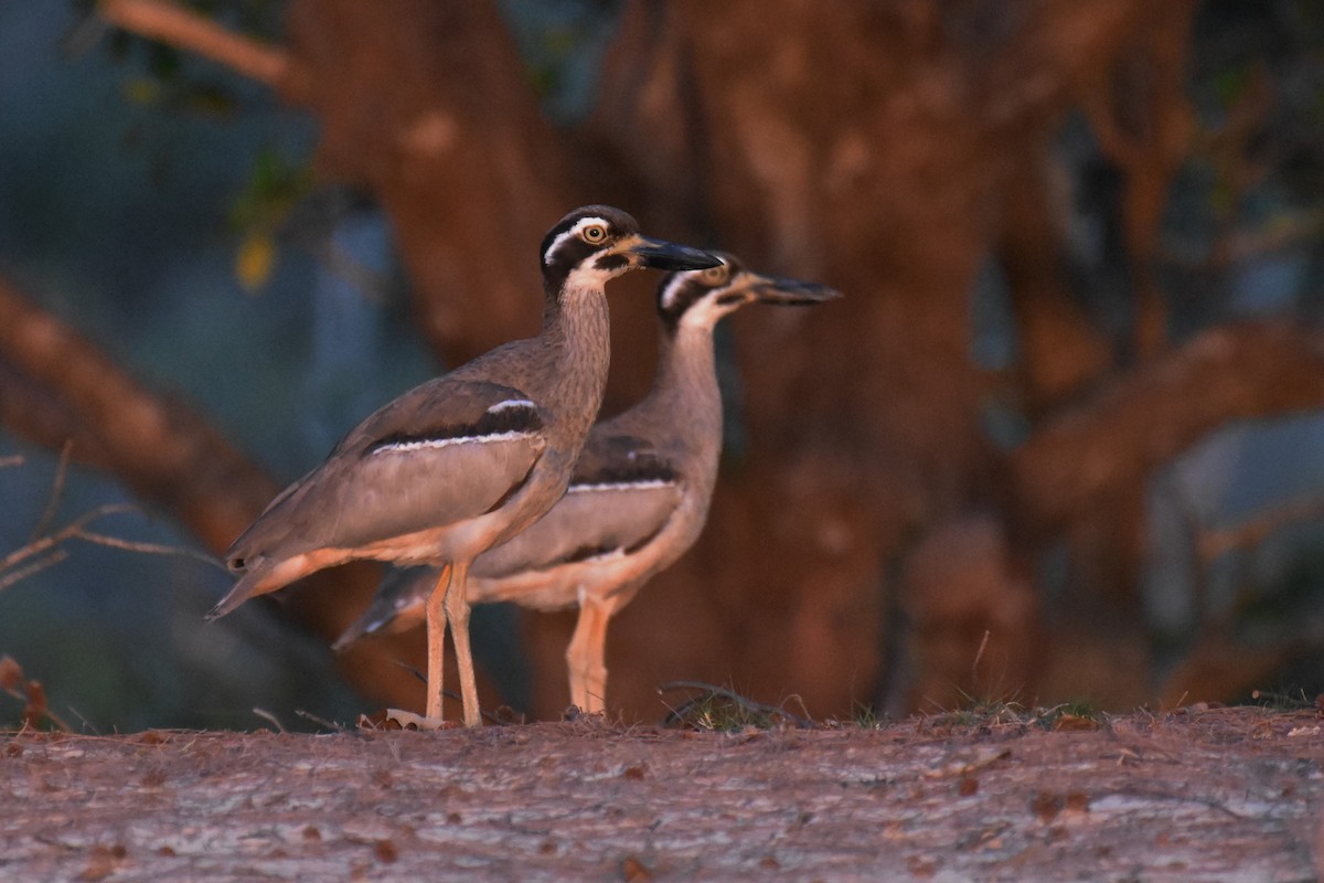 Beach Thick-knee - ML150674081