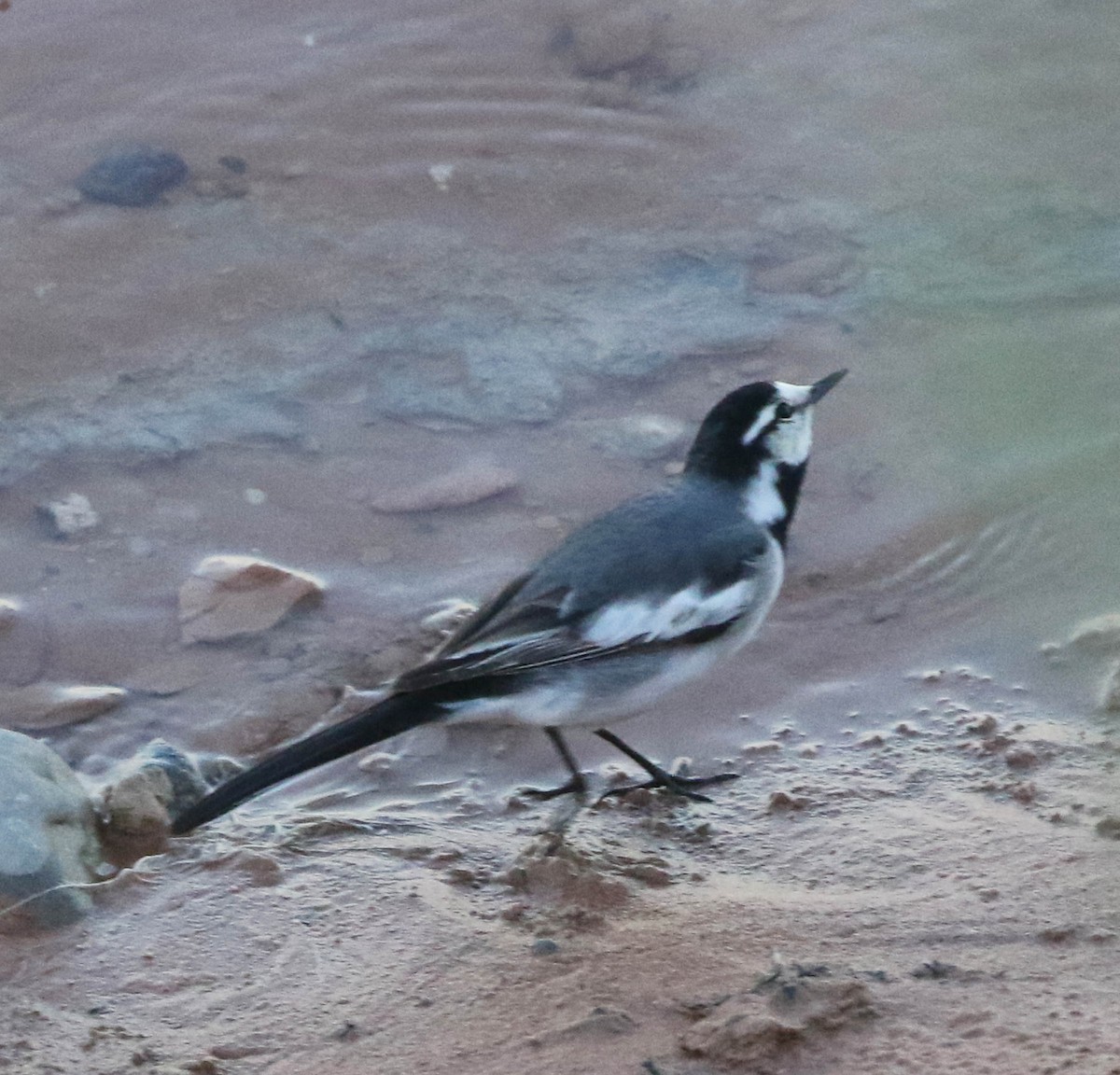 White Wagtail (Black-backed) - Patrick Gaffey