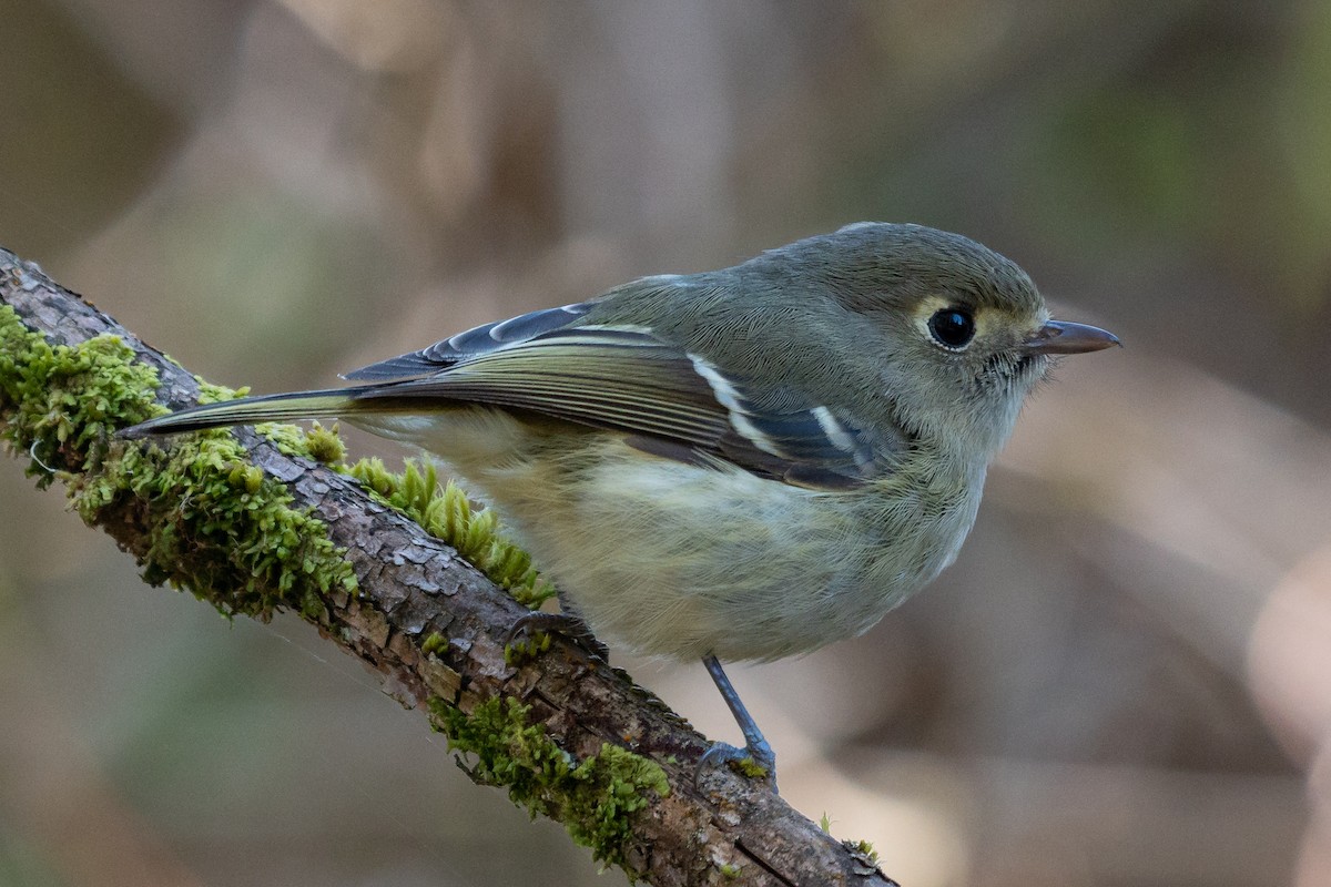 Hutton's Vireo - Grace Oliver